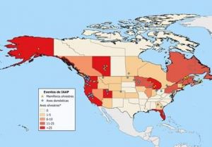 Brotes de IA en EEUU y canada-en-aves-y - mamiferos